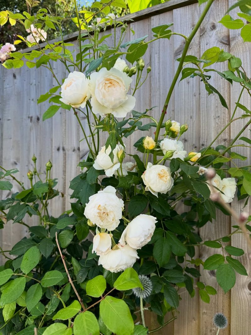 White Climbing Roses Bring Classic Blooms
