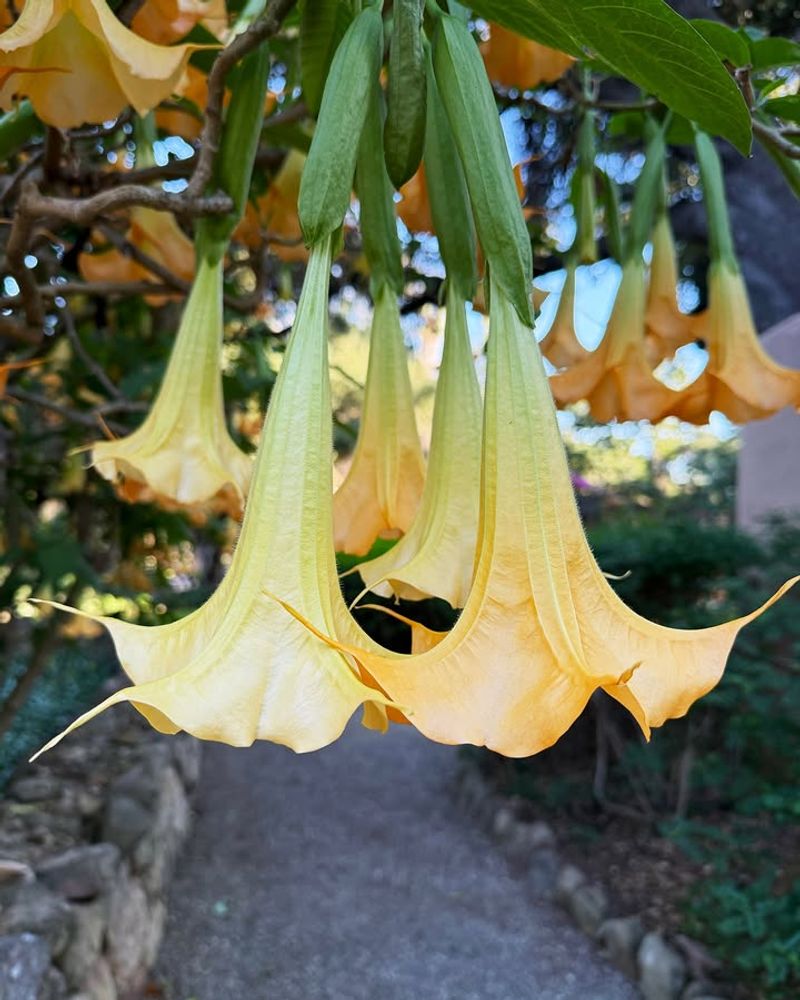 Angel's Trumpet