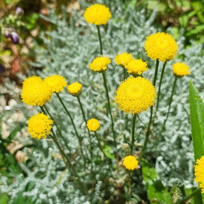 Cotton Lavender That Brings Texture And Structure