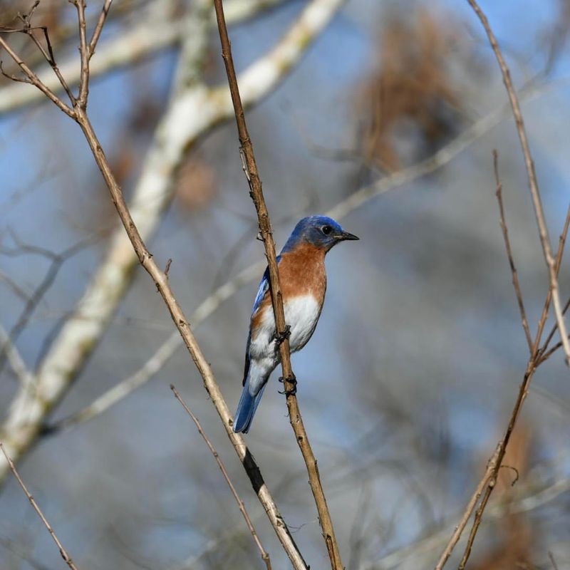 Birds Around Help Keep Pest Numbers Down