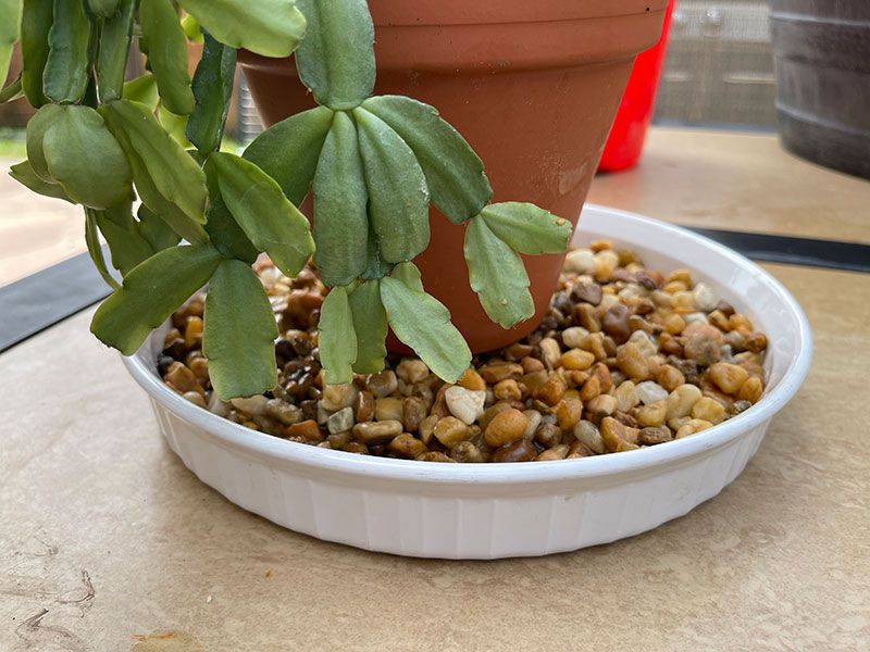 Humidity That Mimics Its Roots