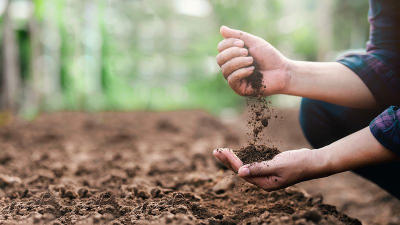 Well-Drained Soil Rich In Organic Matter