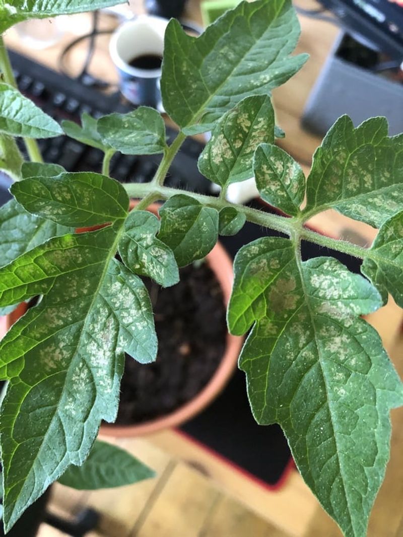 Afternoon Sun Can Turn Stress Into Setback