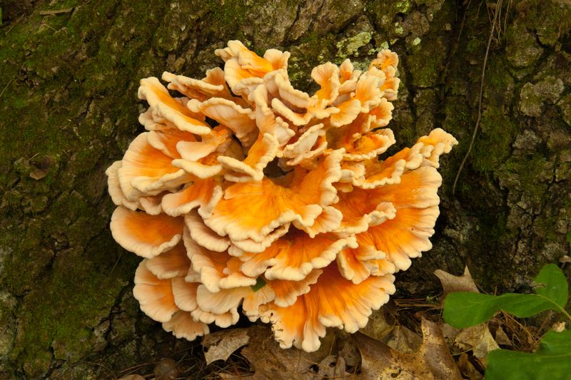 Chicken Of The Woods Is The Bright Orange Showstopper