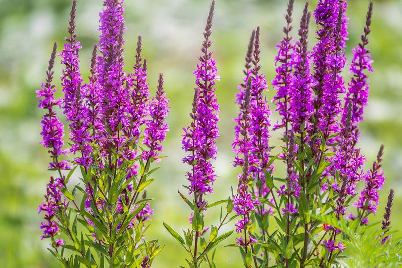 Purple Loosestrife