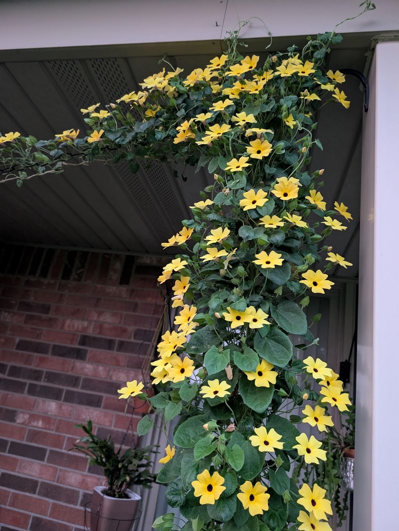 Black-Eyed Susan Vine Brings Cheerful Color To Trellises