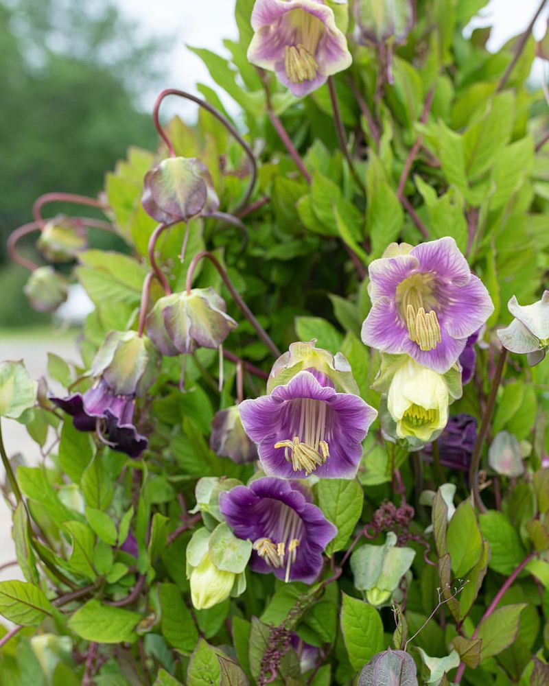 Cup-And-Saucer Vine Brings Unusual Flowers And Height