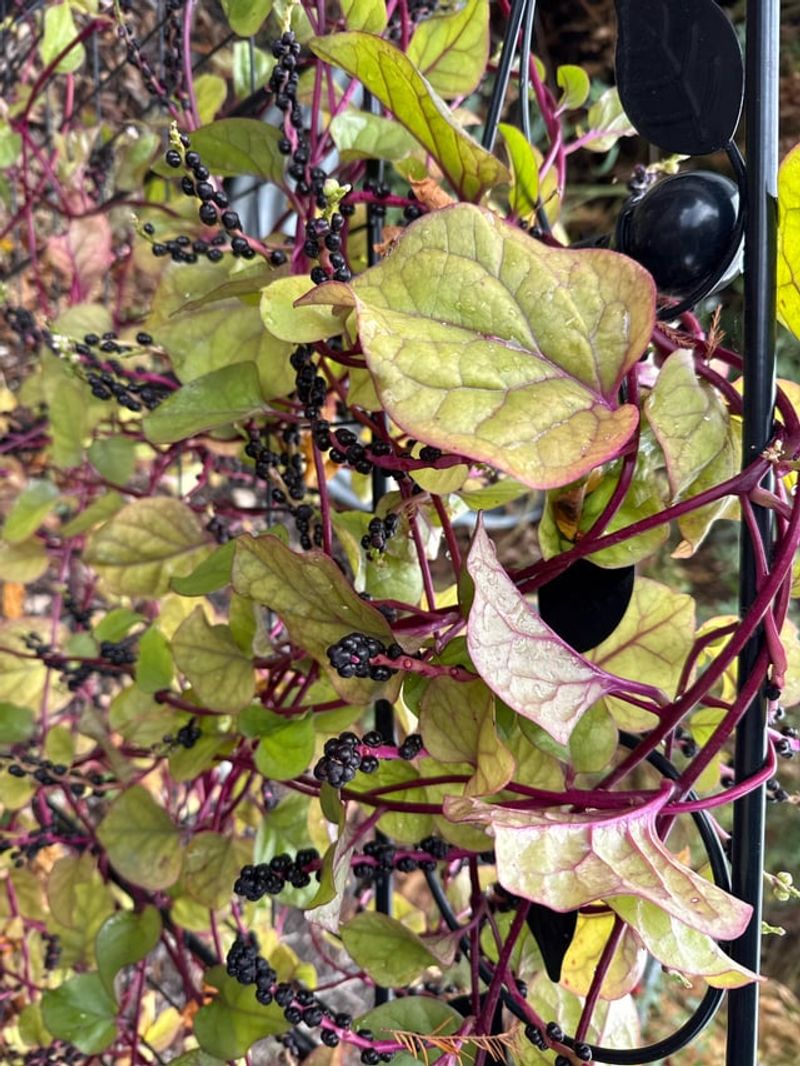 Malabar Spinach Grows Fast And Handles Heat