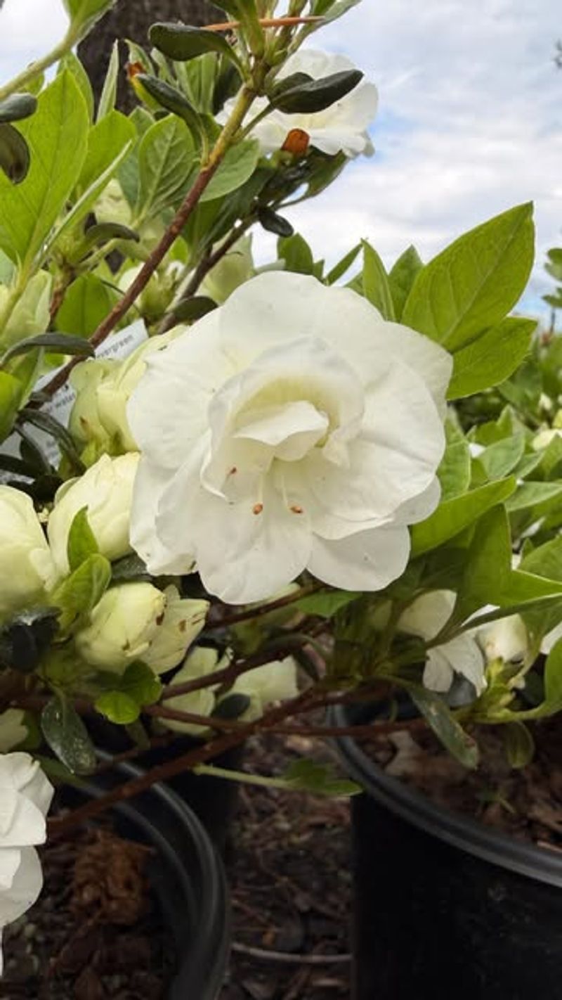 Not Every Gardenia Variety Survives Every Part Of North Carolina