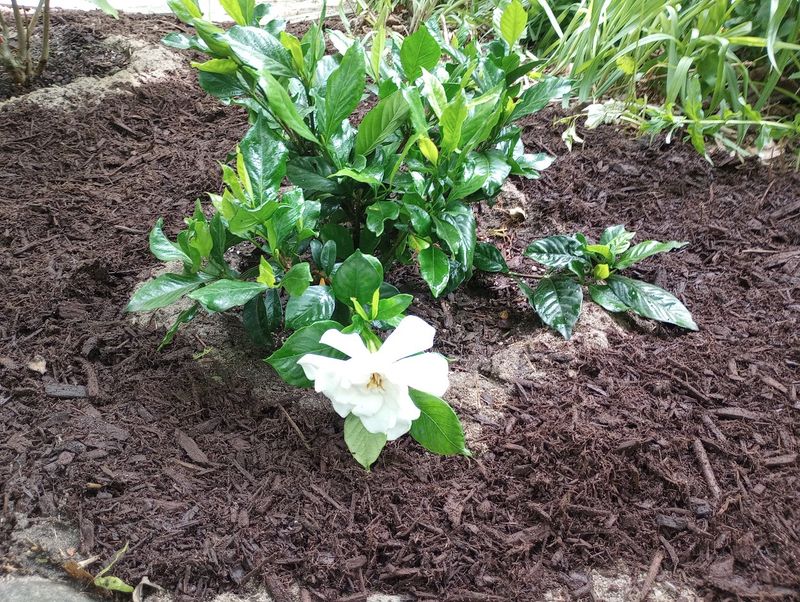 Mulch To Keep Roots Cool