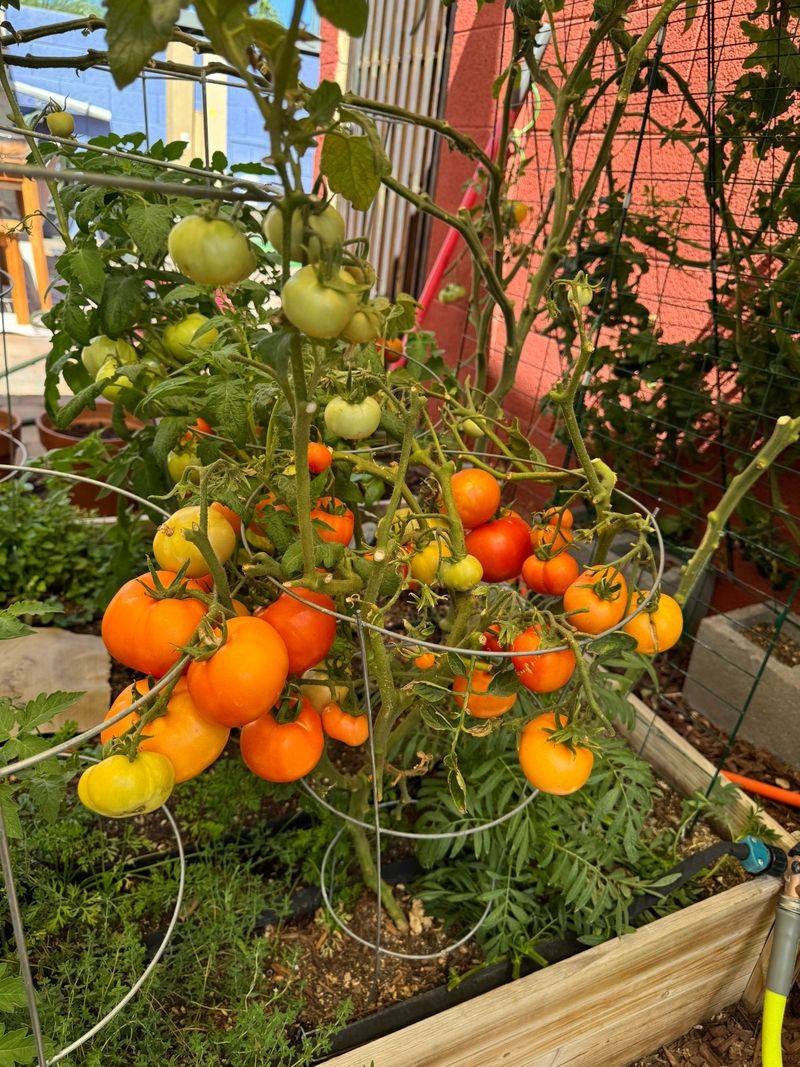 Light Shade Prevents Stress As Temperatures Start Climbing