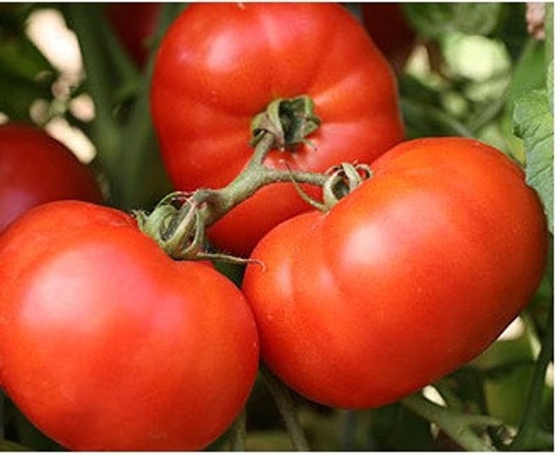 Bush Early Girl (Solanum lycopersicum 'Bush Early Girl')