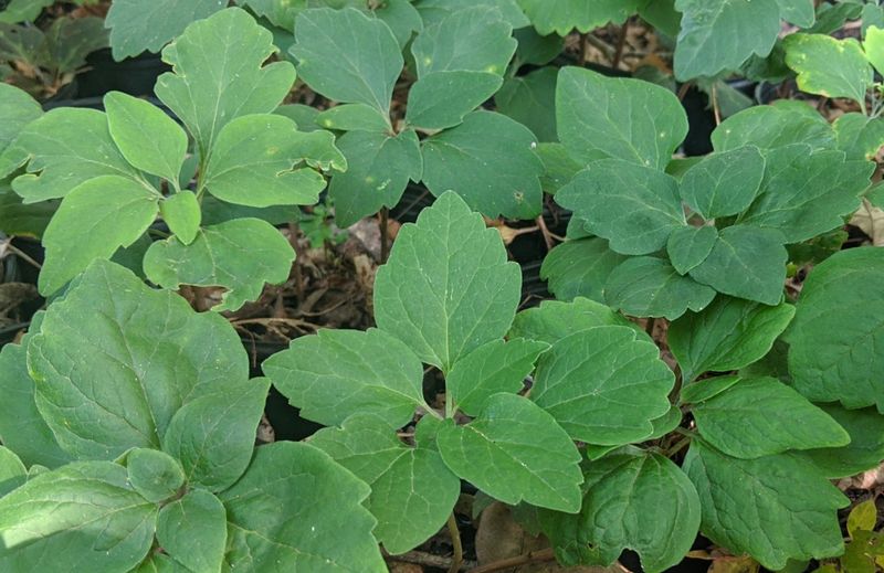 Allegheny Spurge Fills Tough Spots Beautifully