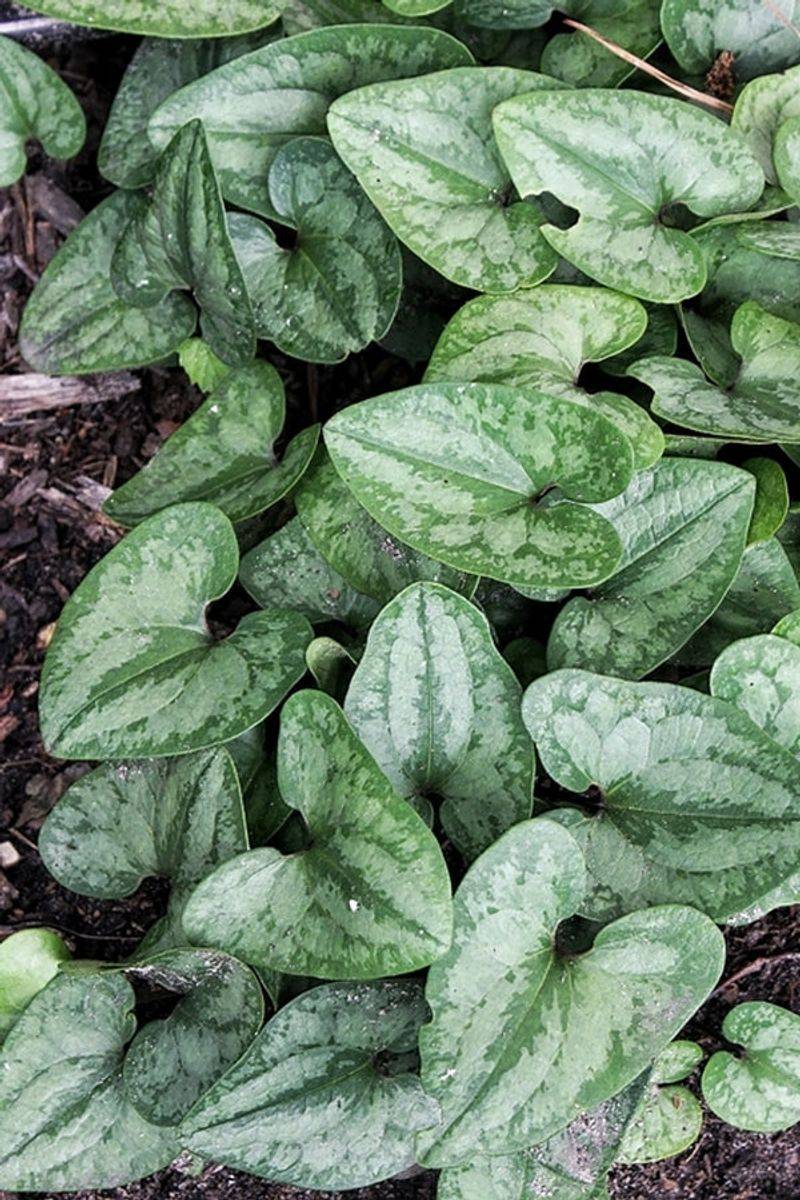 Green-Leaf Wild Ginger (Asarum arifolium)