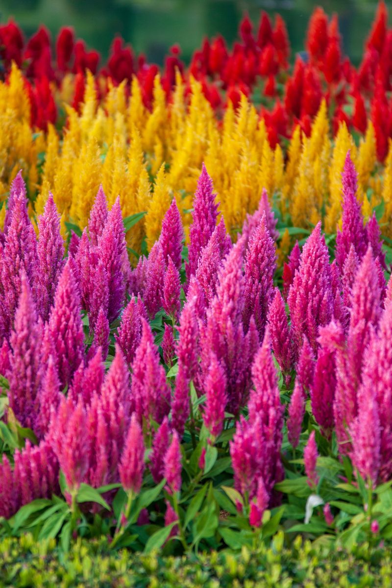 Celosia Brings Bold Texture