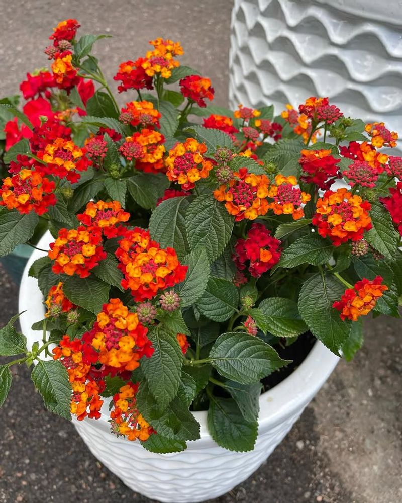 Lantana Produces Continuous Color As Heat Builds