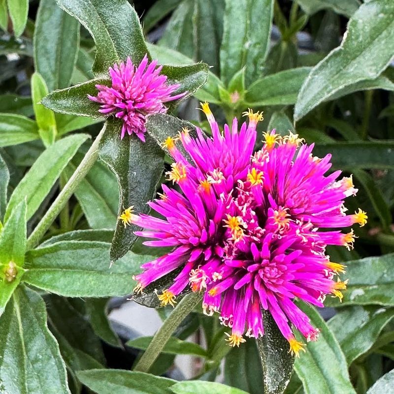 Globe Amaranth Maintains Color Through Extreme Heat