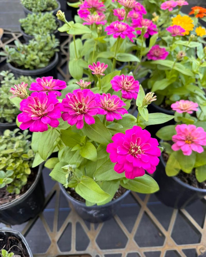 Zinnia Bold Color That Handles Full Sun
