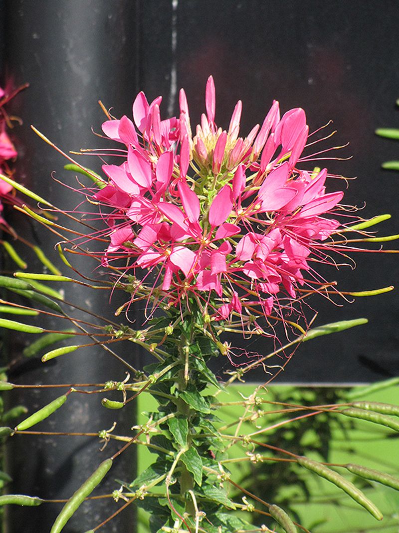 Cleome (Cleome hassleriana)