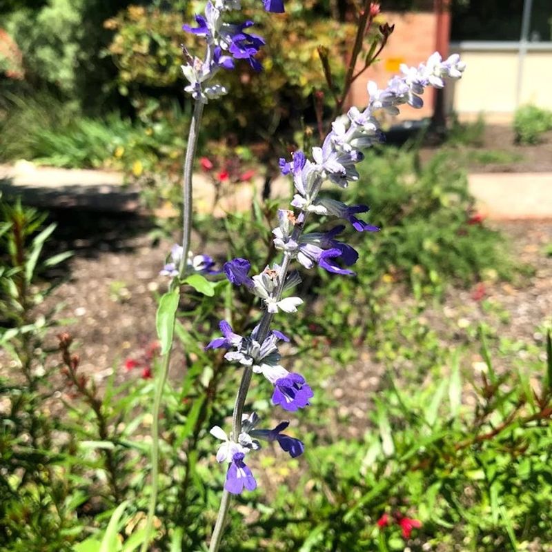 Mealy Blue Sage