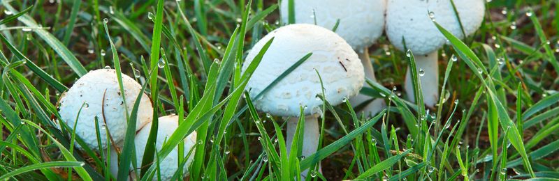 Mushrooms Indicate Low Chemical Interference In Your Soil