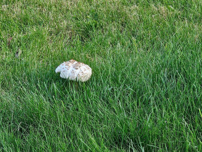 Fungal Growth Often Means Soil Biology Is Active