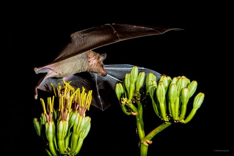 Bats Play A Key Role In Desert Plant Life