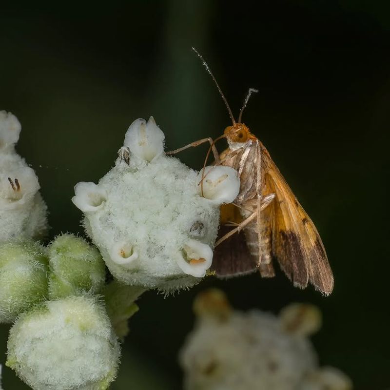 Moths Pollinate More Than Many Gardeners Realize