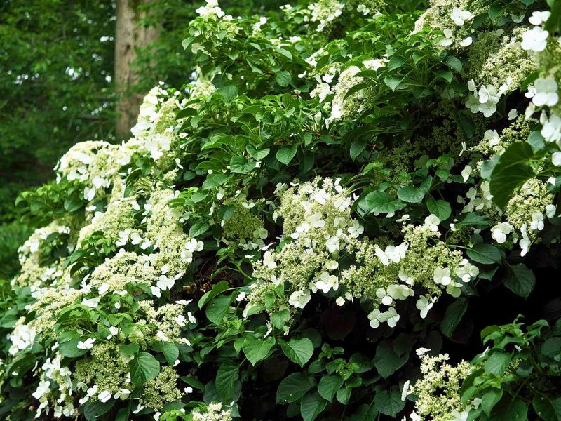 Climbing Hydrangea Suits Shady Mountain Yards