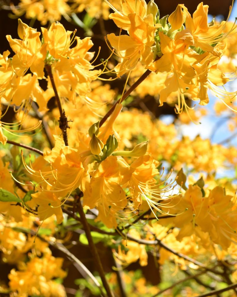 Florida Azalea Lights Up Partial Shade With Grace