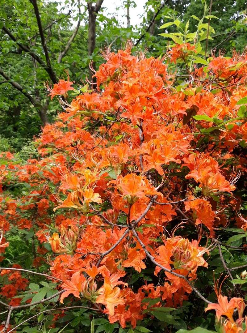 Flame Azalea (Rhododendron Calendulaceum)