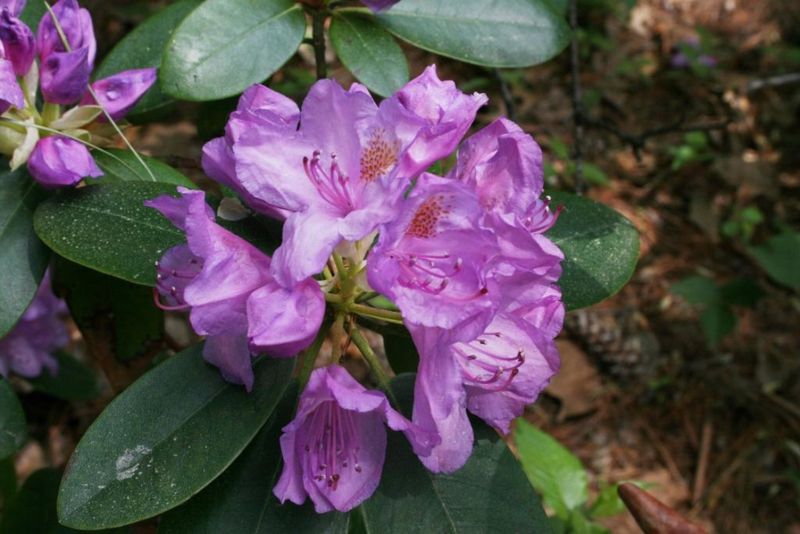 Catawba Rhododendron (Rhododendron catawbiense)