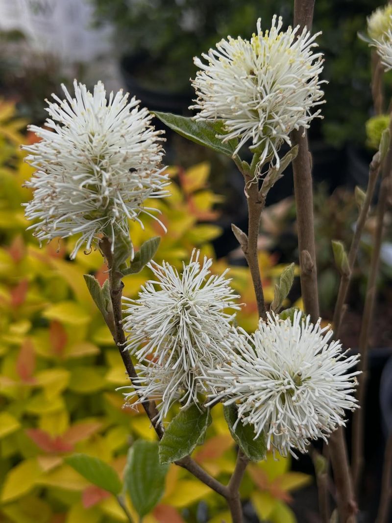 Fothergilla Brings Spring Flowers And Fall Color