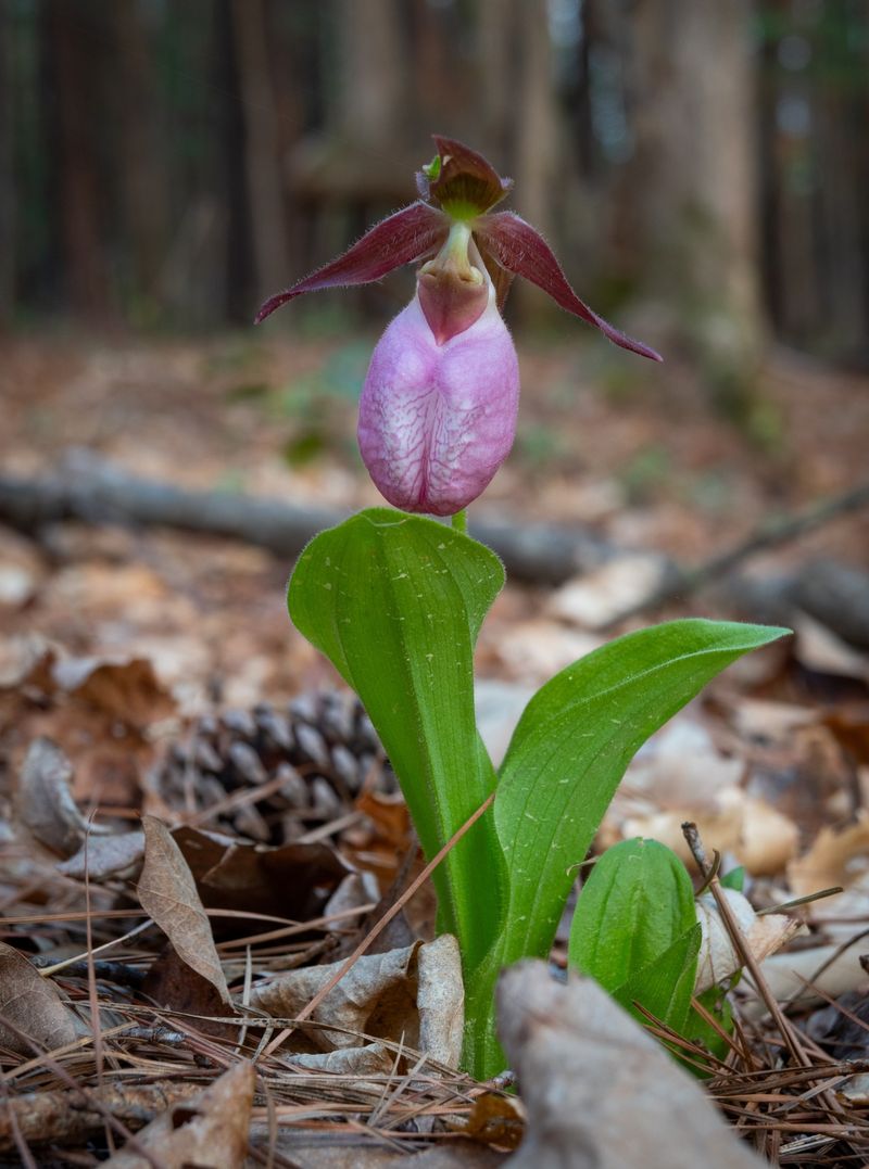 Pink Lady's Slipper Is The Most Dramatic Acid Soil Wildflower In Michigan