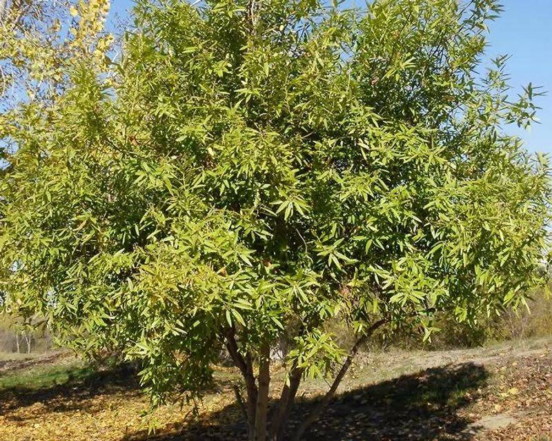 California Bay Laurel