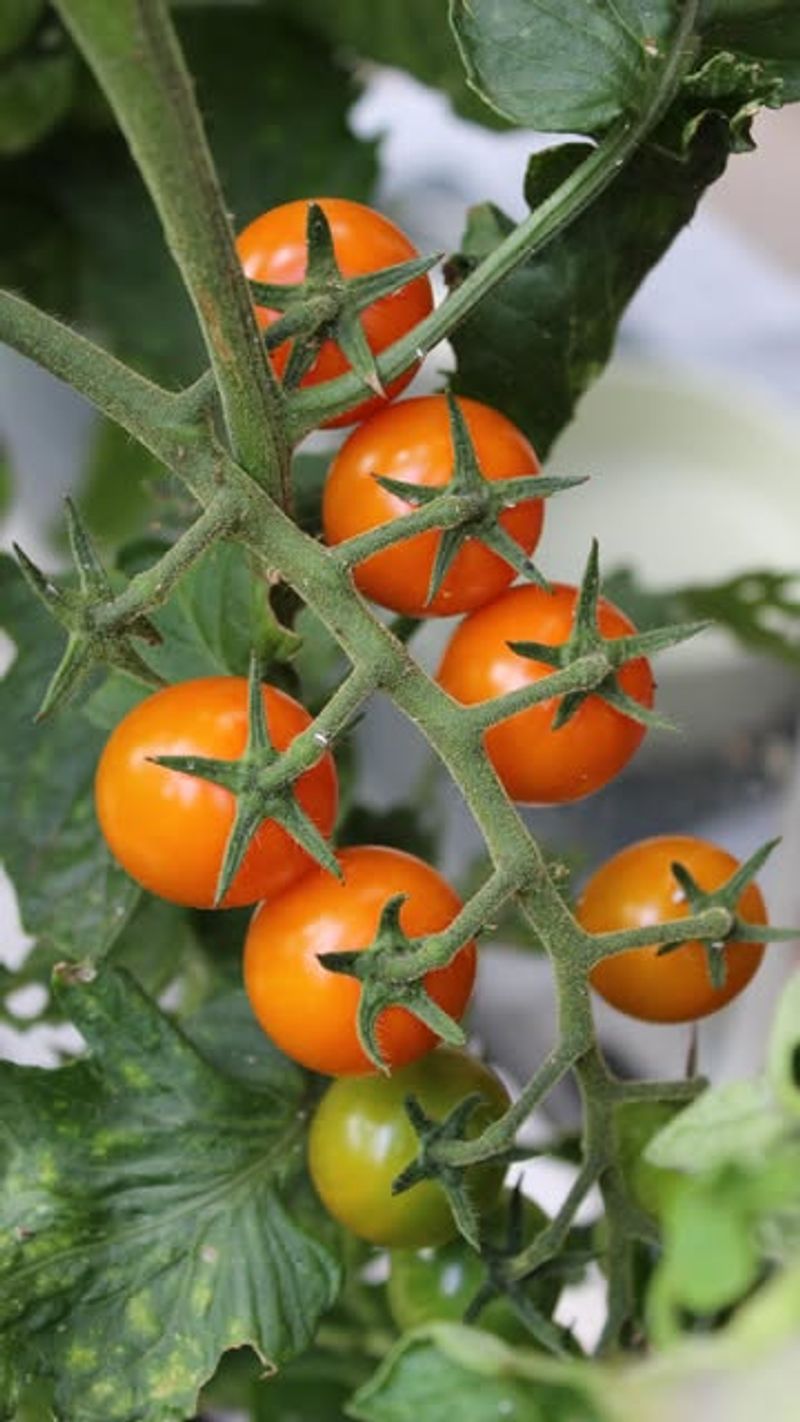 Mountain Magic Brings Disease Resistance To Smaller-Fruited Tomato Lovers