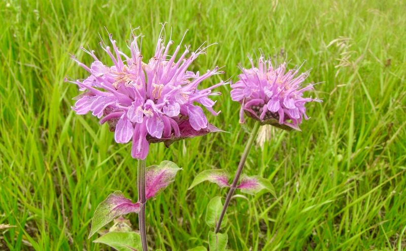 Wild Bergamot