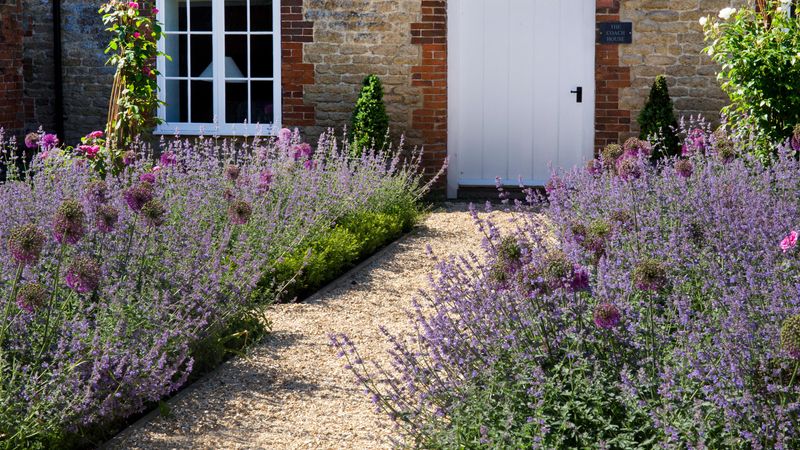 Lavender Thrives In Sunny Spots With Light Fragrance