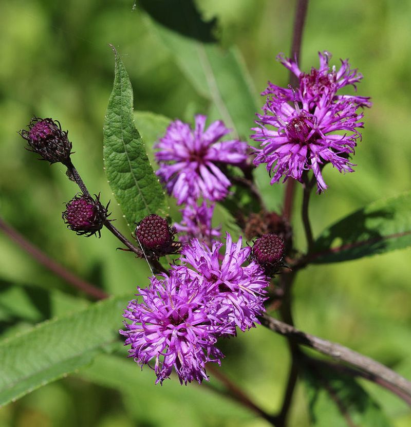 New York Ironweed (Vernonia noveboracensis)
