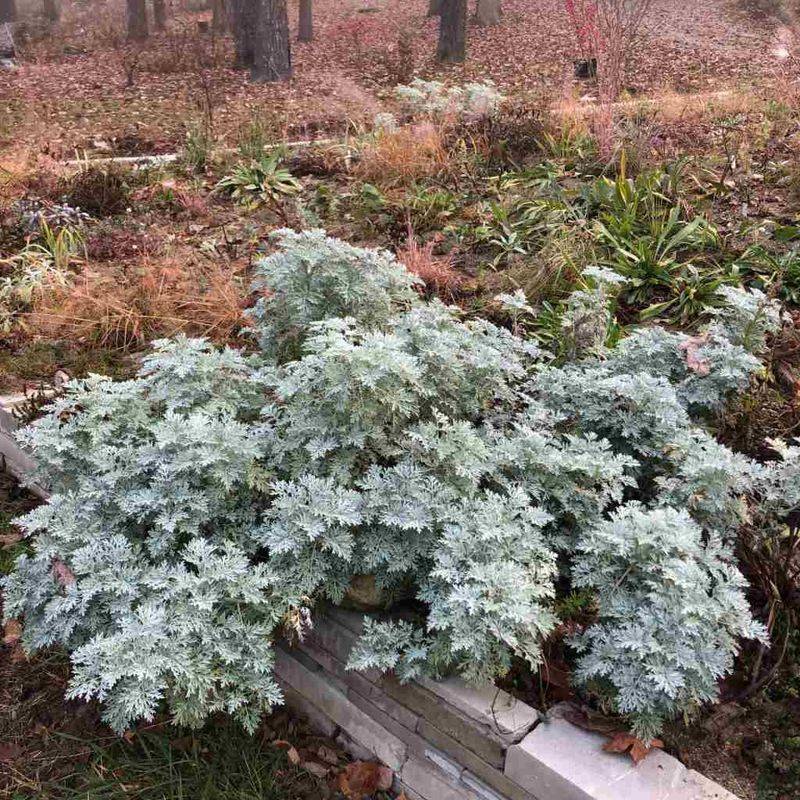 Wormwood (Artemisia)
