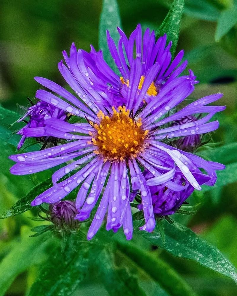 New England Aster