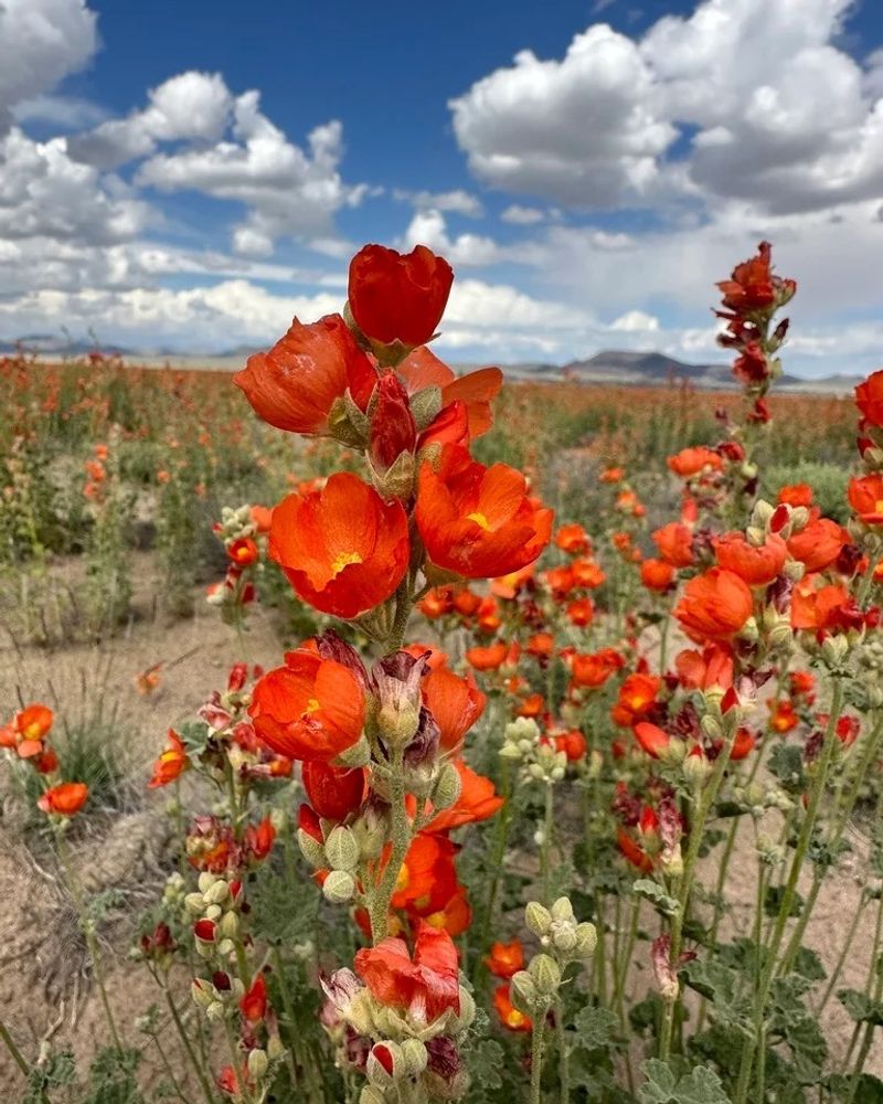 Streambank Globemallow