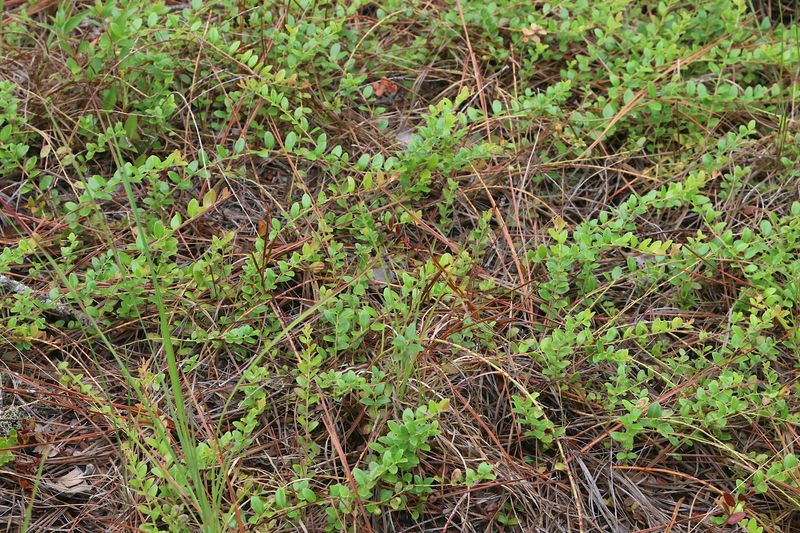 Creeping Blueberry (Vaccinium crassifolium)