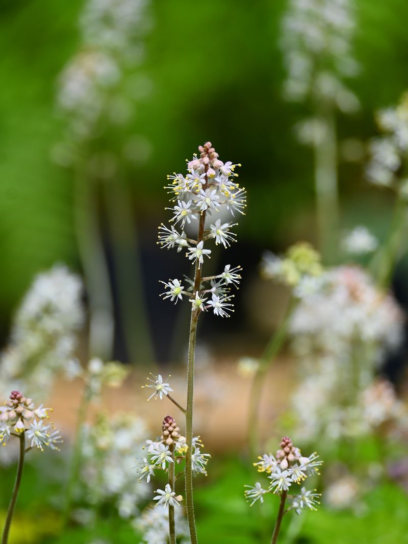Foamflower With Delicate Spring Blooms