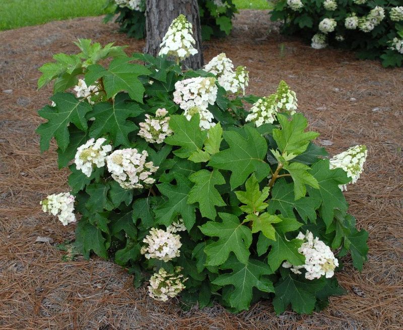 Oakleaf Hydrangea (Hydrangea quercifolia)