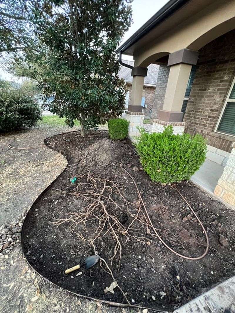 Keep Grass And Mowers Away From Surface Roots