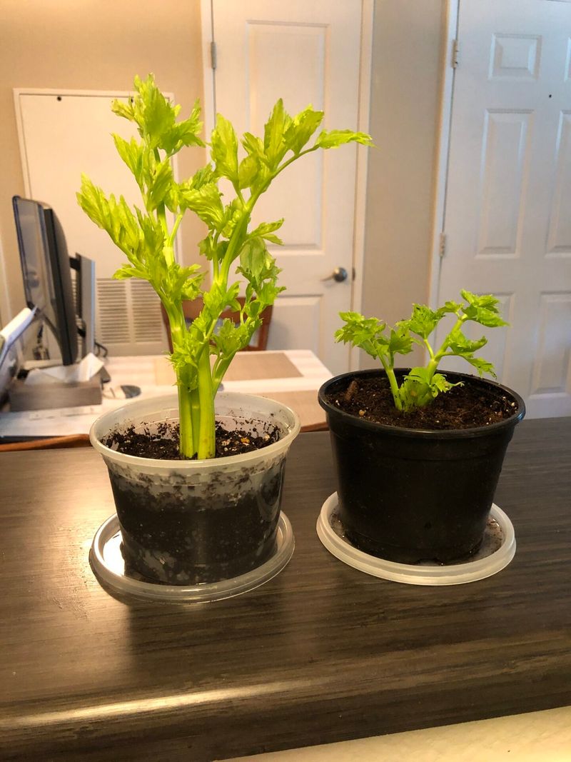 Give Ohio Celery Cool Weather And Steady Moisture