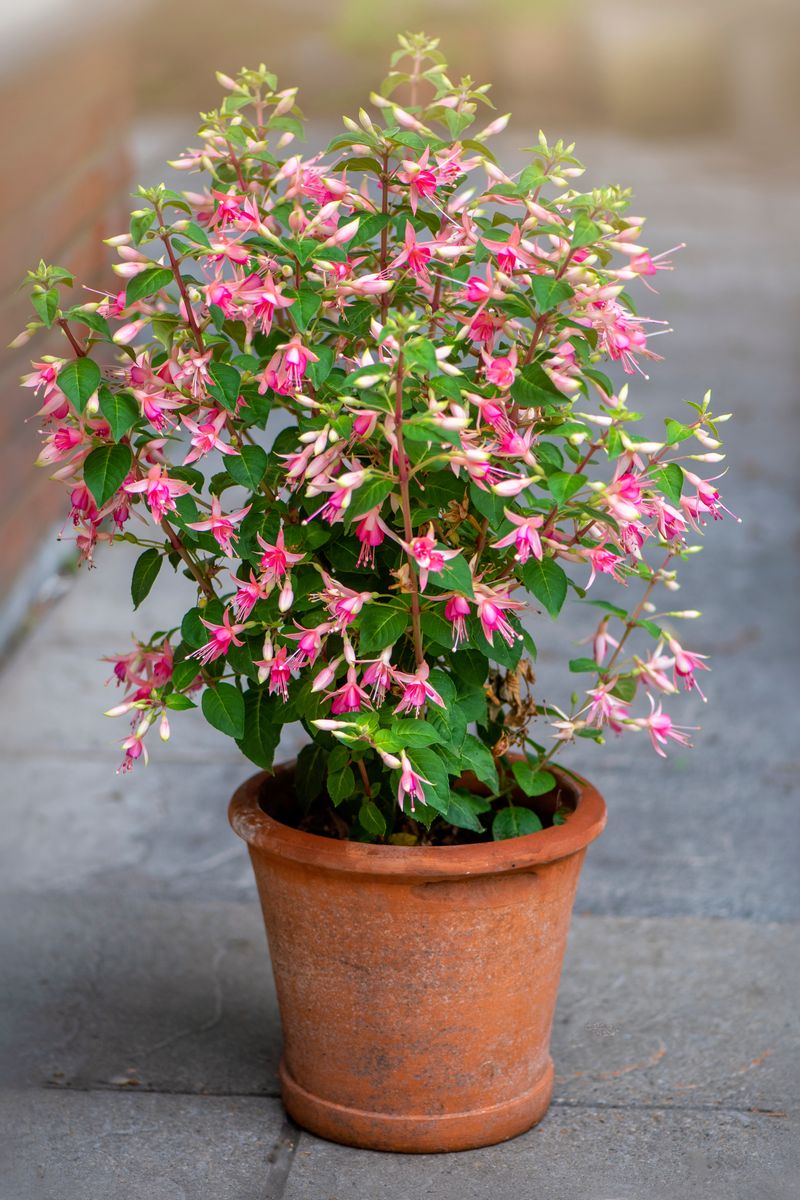 Remove Leggy Growth To Redirect Plant Energy