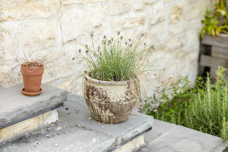 Watch Small Pots During Hot Windy Weather