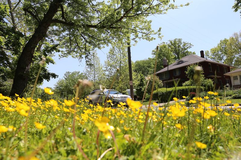 Letting No Mow May Turn Into A Foot Tall Mess